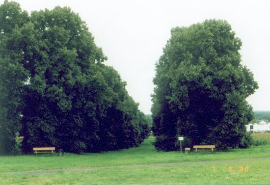 Die Krimlindenallee im Sommer